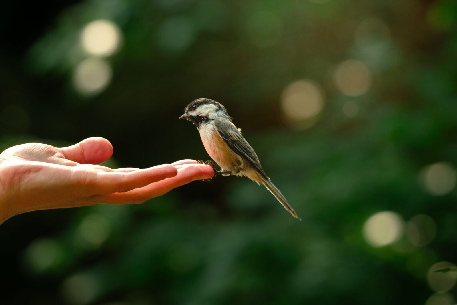 A charming chickadee delicately perches on an open hand, captured outdoors in Ontario, Canada.