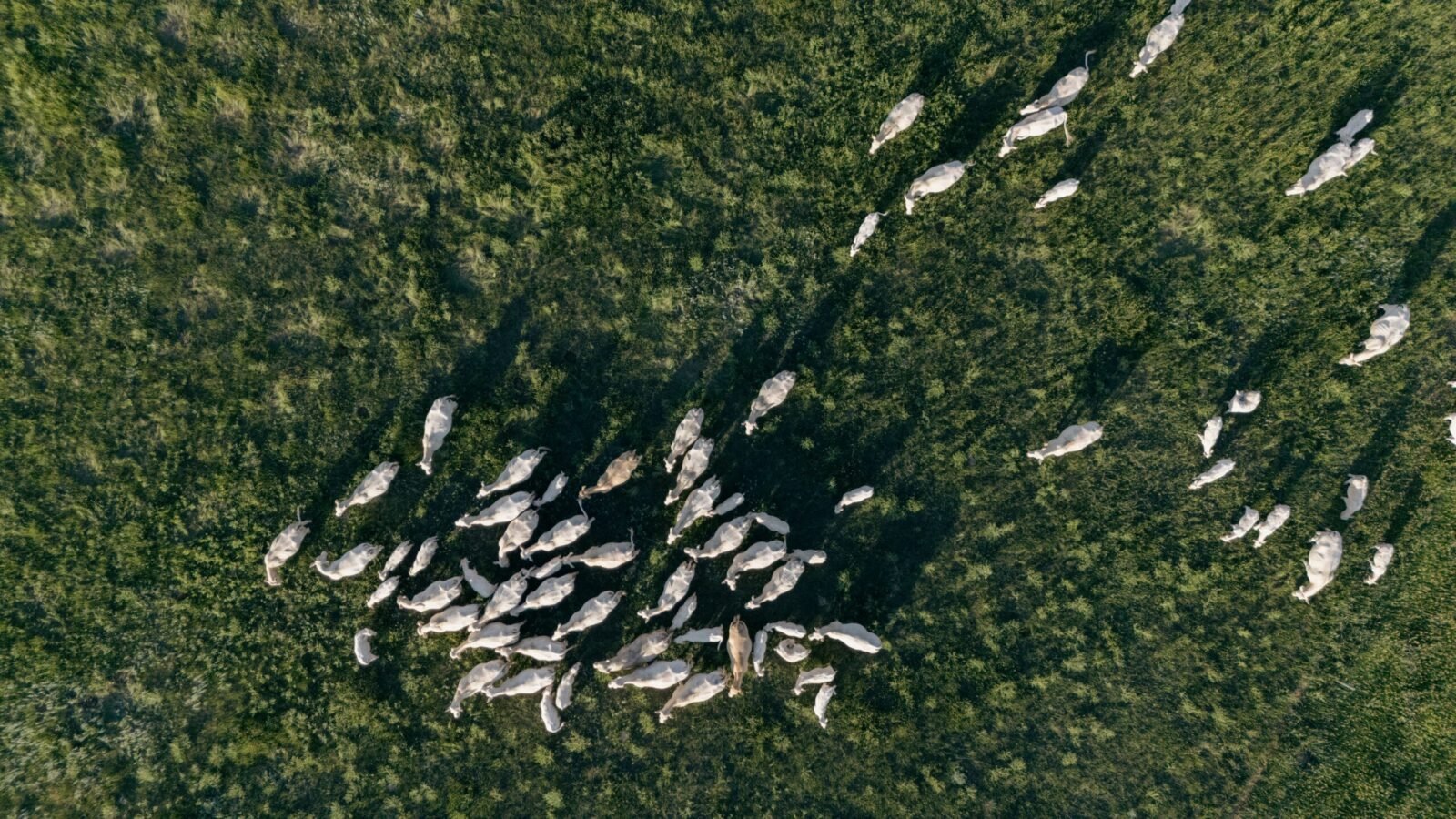 Drone shot capturing a herd of cattle grazing on a vast grassland during daytime.
