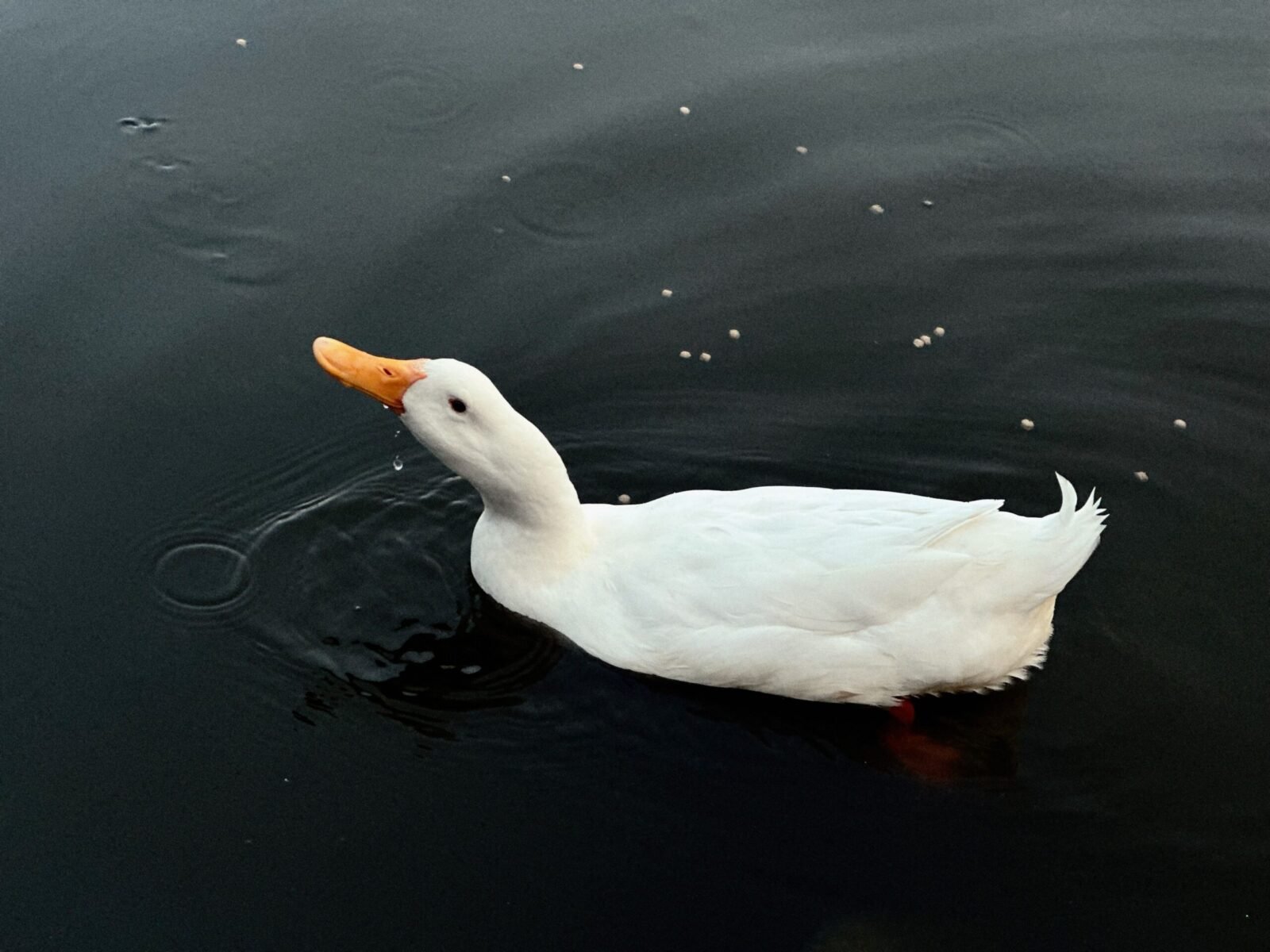 White duck gracefully swimming in dark water, making ripples with its movement.