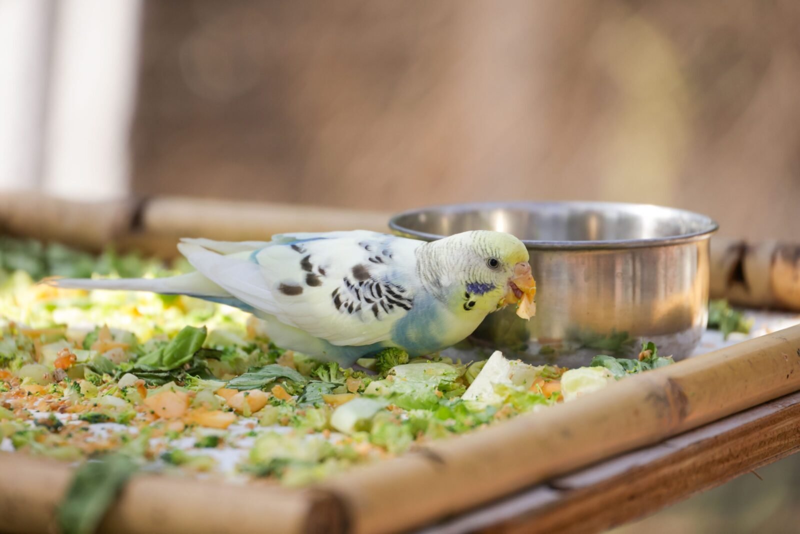 A vibrant budgerigar enjoying fresh vegetables outdoors on a sunny day.