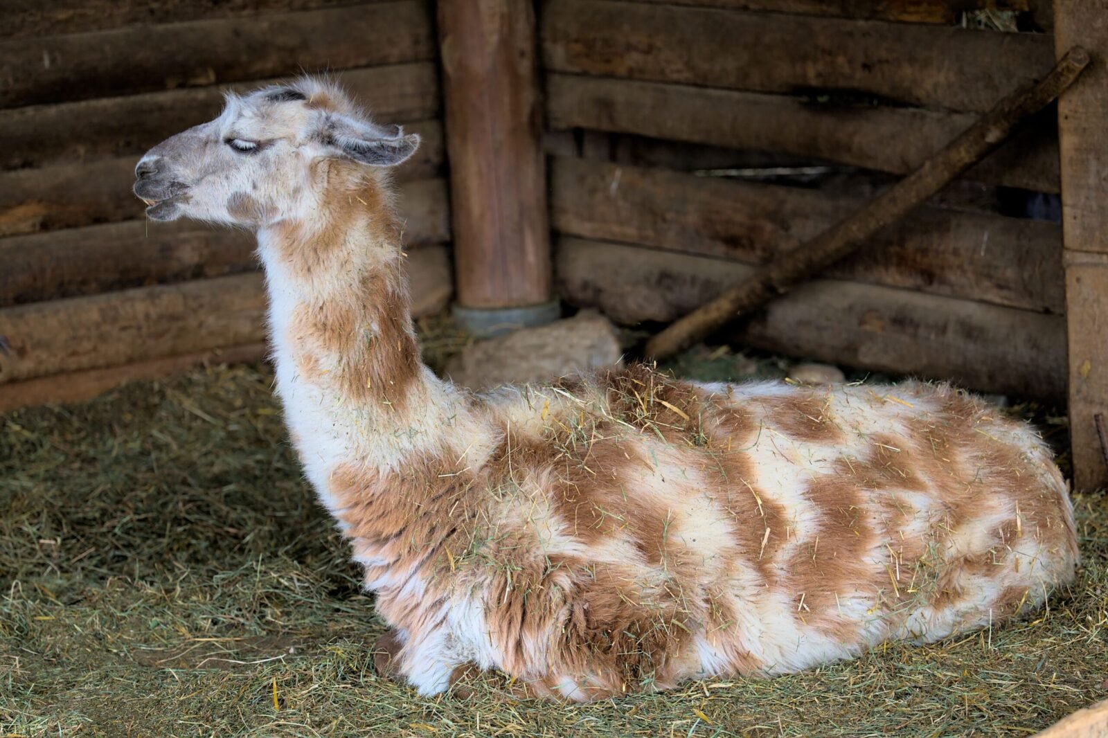A llama relaxing in its wooden barn with hay-covered fur.
