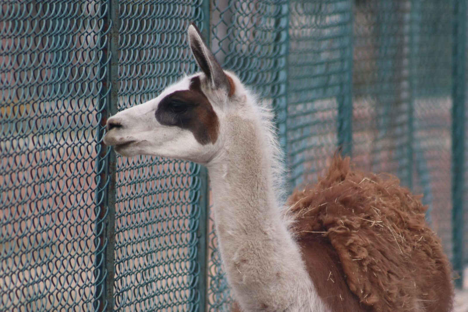 A curious llama looks through a metal fence on a cloudy day, showcasing its unique fur and features.