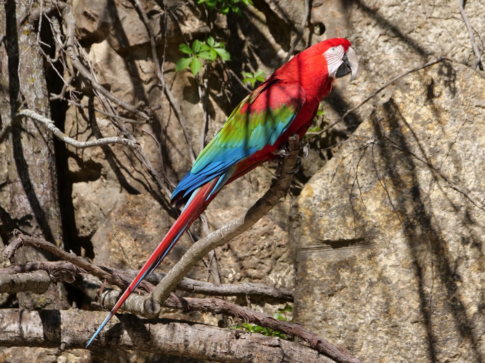 A colorful Scarlet Macaw perched on a branch in a sunlit tropical setting, showcasing its vivid plumage.