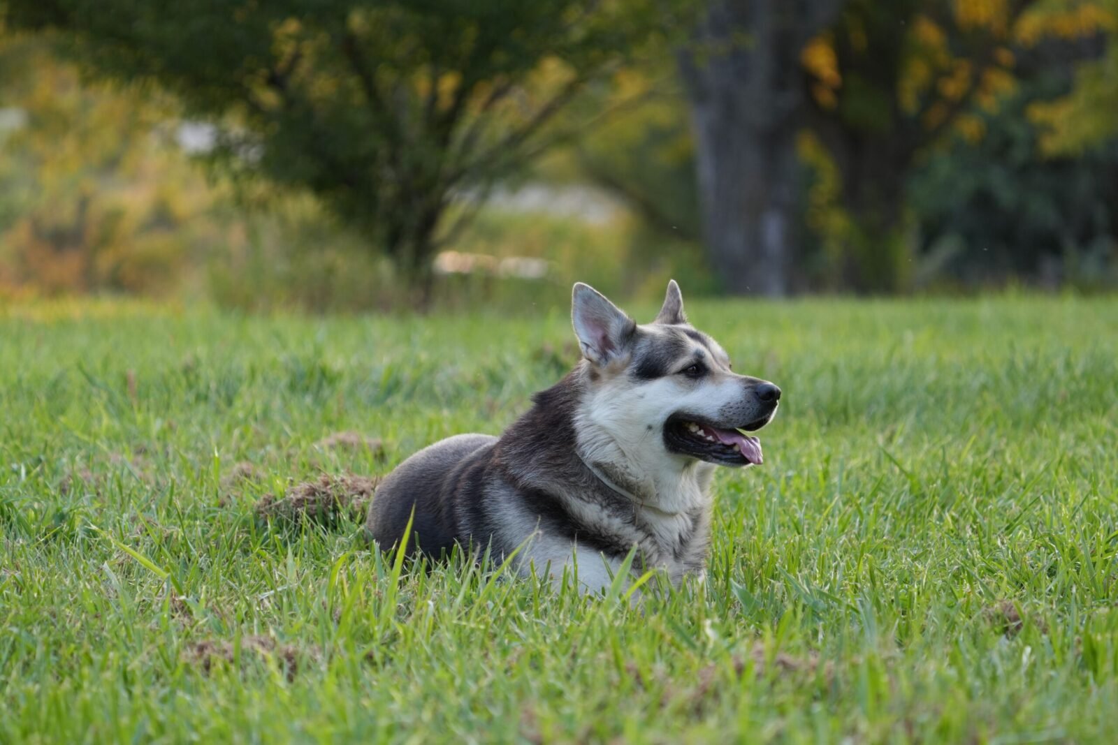 Alaskan Malamute relaxing in a lush green field, enjoying a peaceful day outdoors.