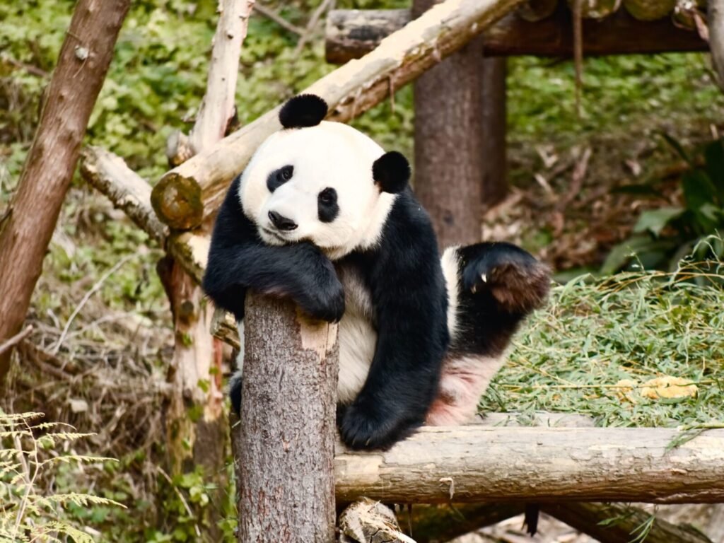 A giant panda resting on a log amidst green vegetation, showcasing its natural habitat.