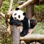 A giant panda resting on a log amidst green vegetation, showcasing its natural habitat.