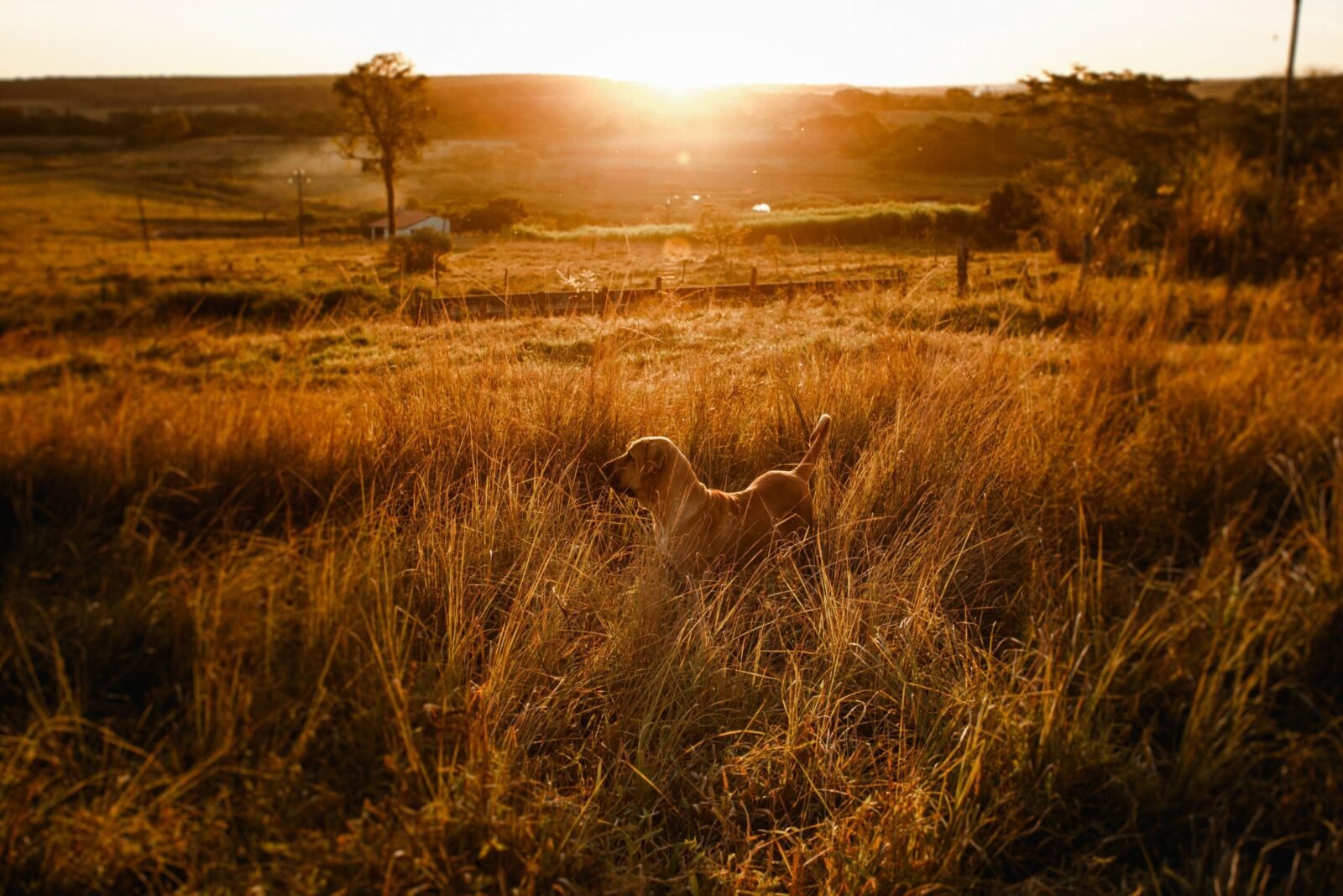 A dog in a sunlit grass field during golden hour in a rural setting.