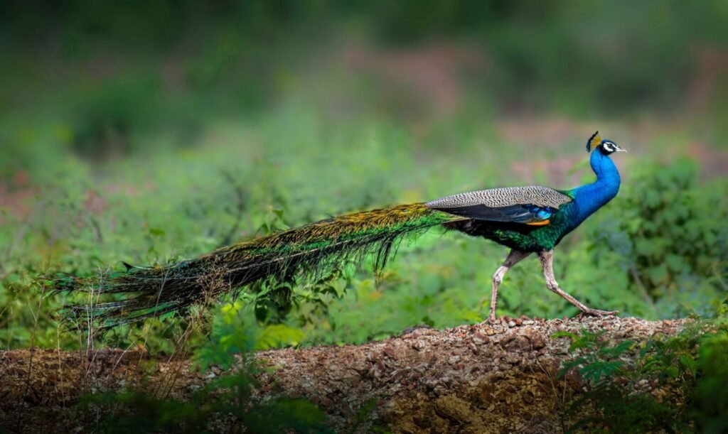 Peacock with bright feathers walking on ground surrounded with green fresh grass in wild nature of forest in soft focus