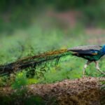 Peacock with bright feathers walking on ground surrounded with green fresh grass in wild nature of forest in soft focus