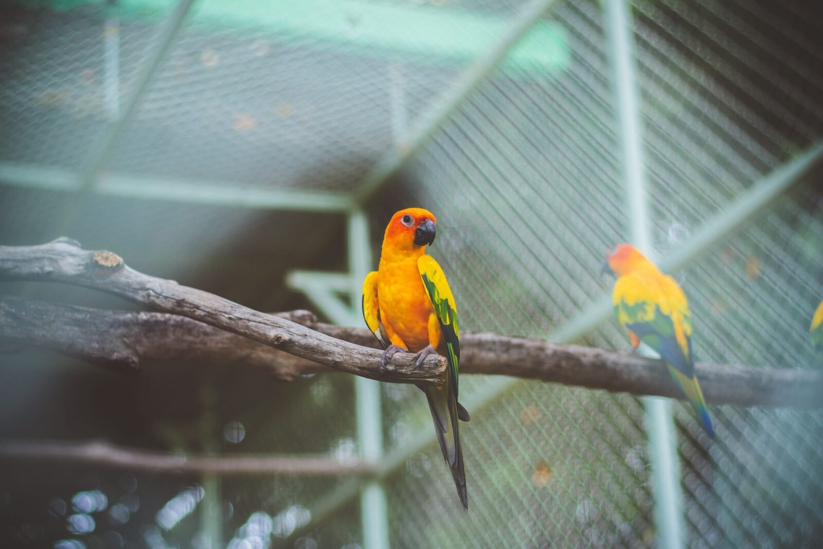 Vibrant Sun Conures perched inside a zoo enclosure, showcasing their striking colors.