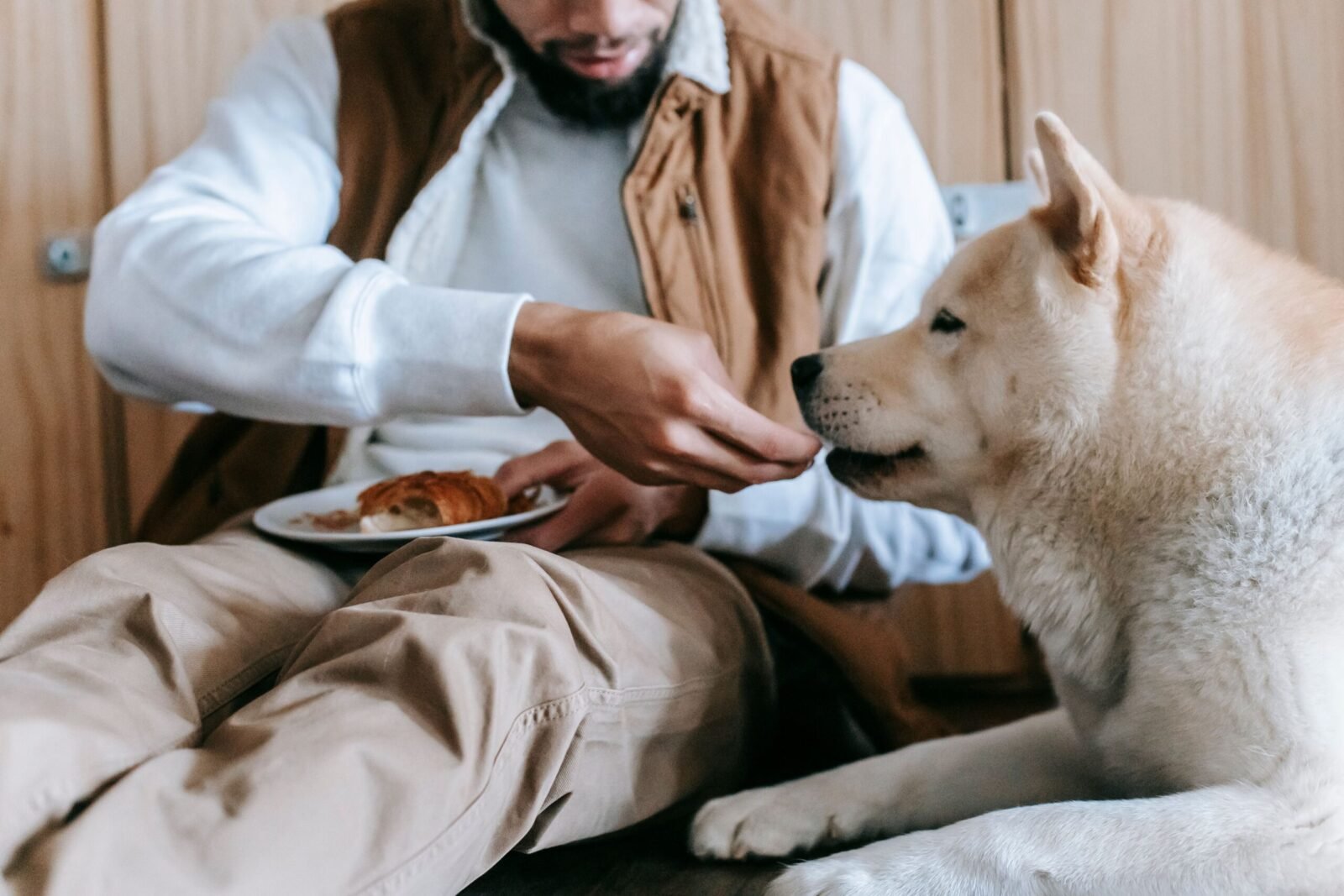 Crop anonymous guy in casual clothes sitting in light room and feeding treats for Akita Inu dog on floor