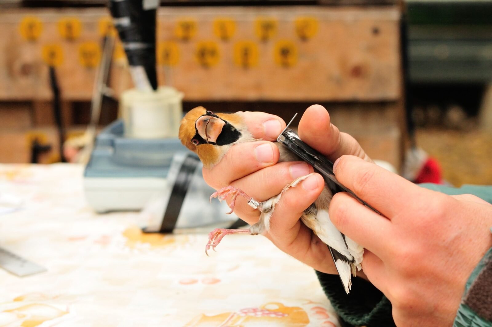 Detailed capture of a bird being handled for conservation purposes in Tömörd, Hungary.