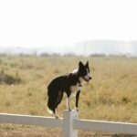 Full body adorable canine Border Collie dog standing on white enclosure fence in sunny summer farmland