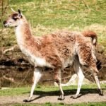 A solitary llama walking near a serene pond in vibrant Canadian wilderness.