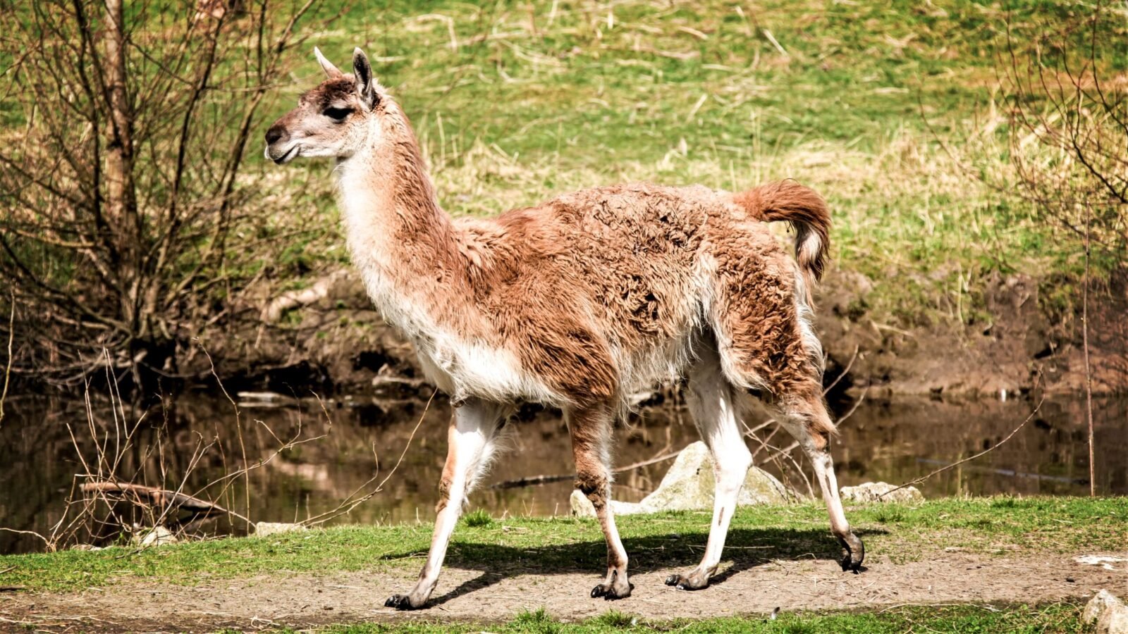A solitary llama walking near a serene pond in vibrant Canadian wilderness.