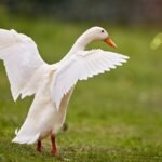 indian running duck, white duck, bird, waterfowl, poultry, wings spread, flutter, stretch, open wings, grass, green, outdoor, nature, farm animal, feathers, animal, graceful, nice, purity, freedom