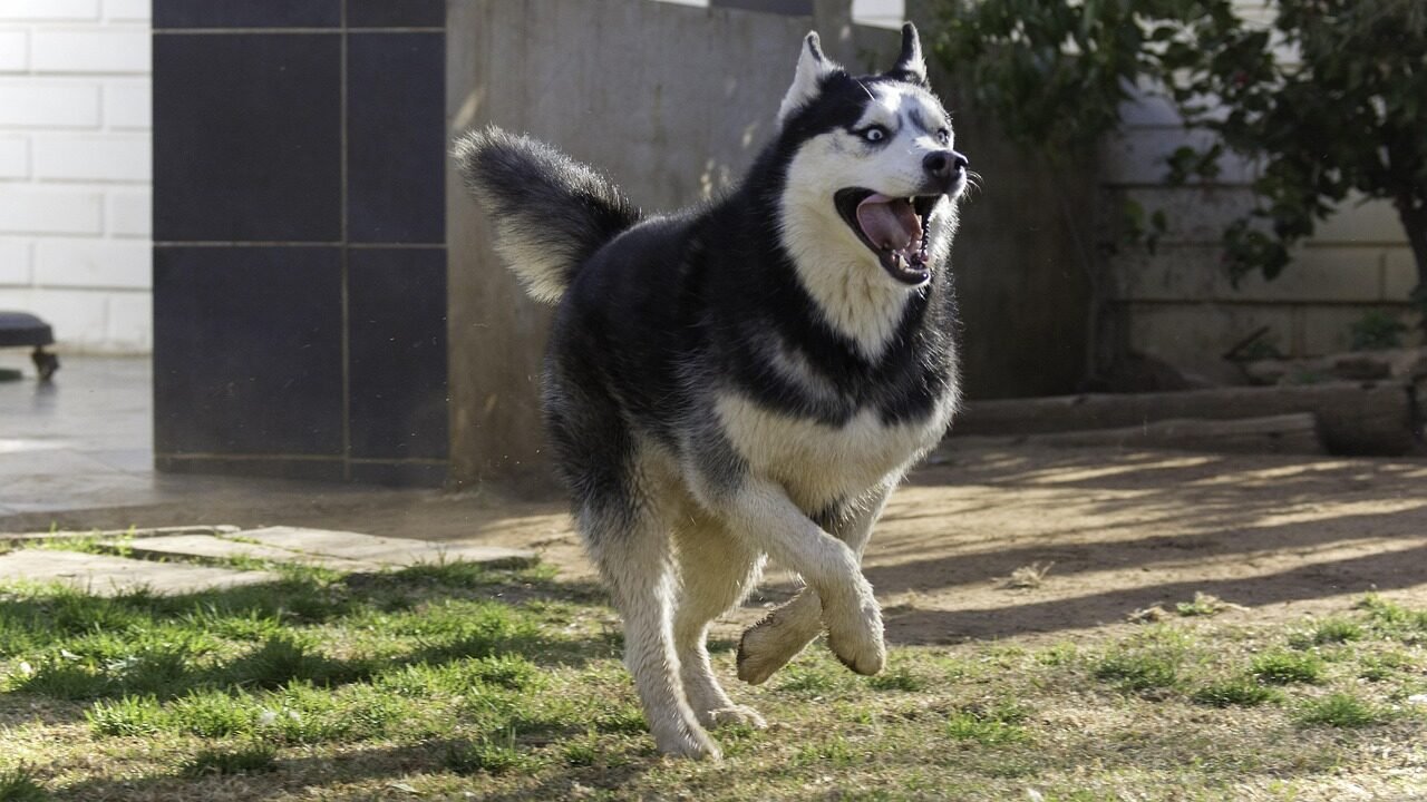 siberian husky, pet, husky, animal, dog