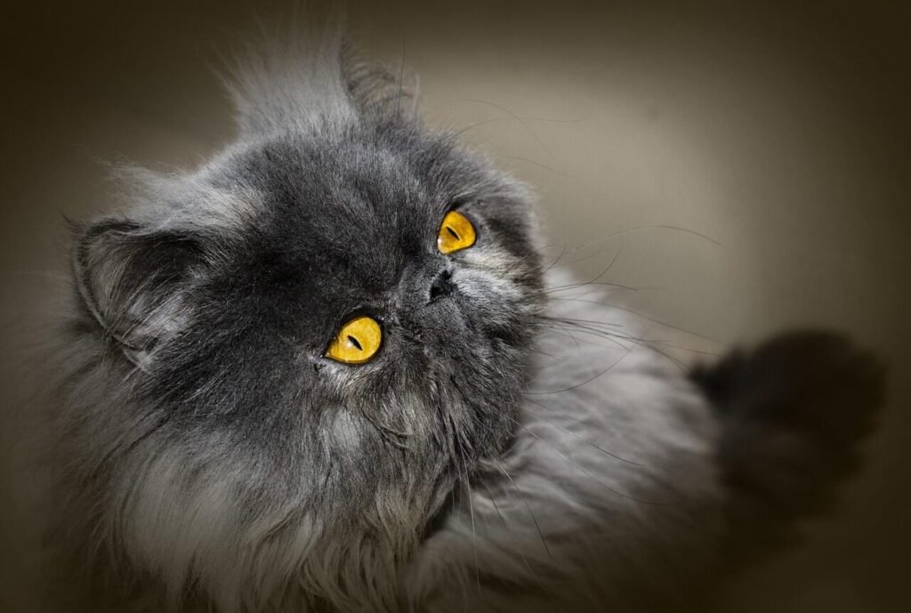 cat, persian cat, persian, nature, feline, look, home, pet, animal, mascot, hair, persian blue