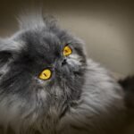 cat, persian cat, persian, nature, feline, look, home, pet, animal, mascot, hair, persian blue
