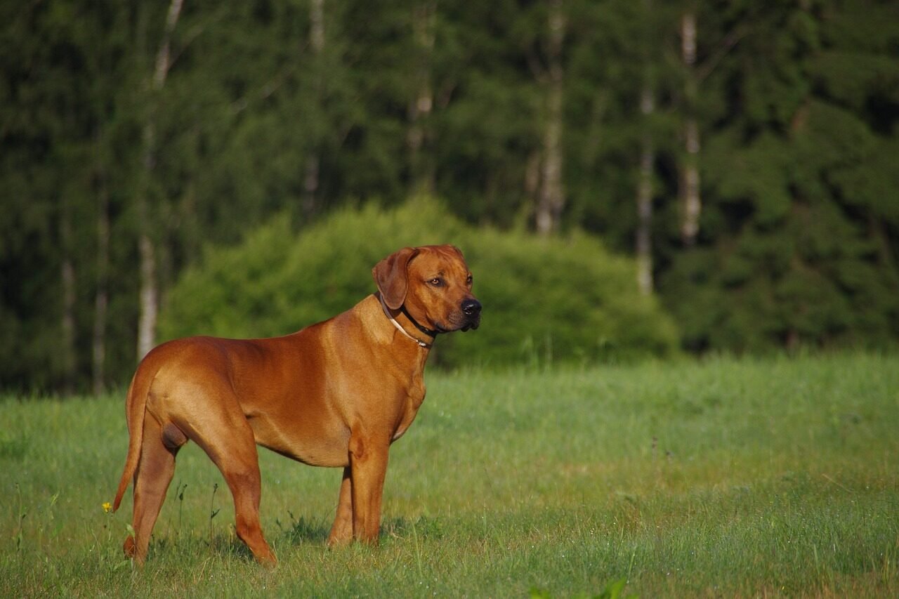 dog, animal, ridgeback, pet, rhodesian