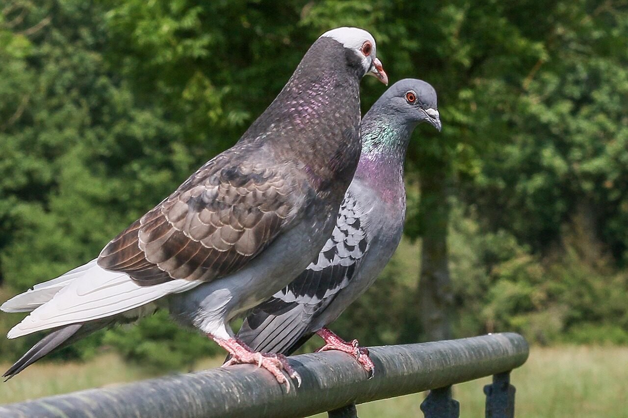 city pigeon, nature, street pigeon, bird pigeon