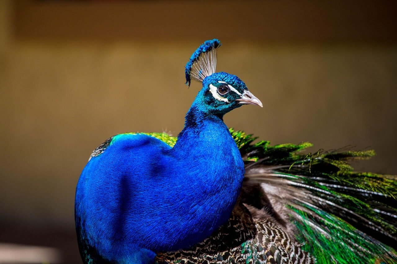 peacock, peacock blue, feather, peacock, peacock, peacock, peacock, peacock