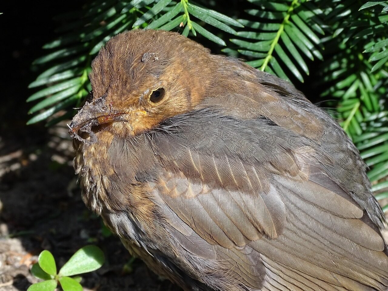 blackbird, songbird, bird, nature, garden bird, foraging, plumage, blackbird female, close up, butterfly bird, ill, fluffed up