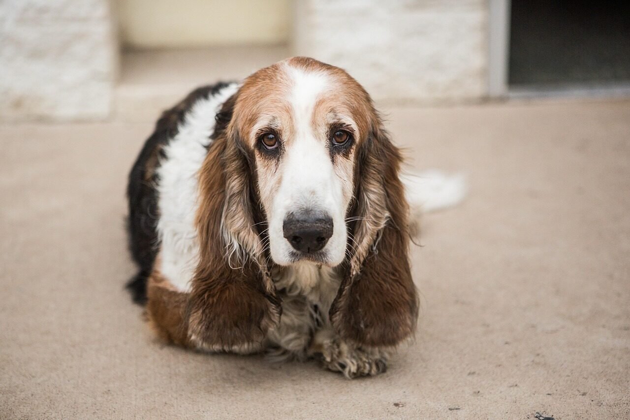 basset hound, dog, pet, hound, basset, animal, ears, hounds, cute, nature, domestic, canine, adorable