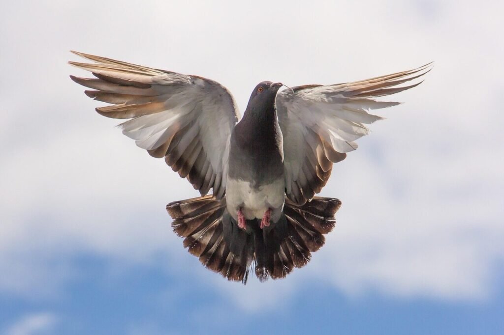 pigeon, bird, wings, fly, freedom, flight, feathers, plumage, ave, avian, flying bird, ornithology, nature, birdwatching, animal, animal world
