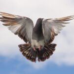 pigeon, bird, wings, fly, freedom, flight, feathers, plumage, ave, avian, flying bird, ornithology, nature, birdwatching, animal, animal world