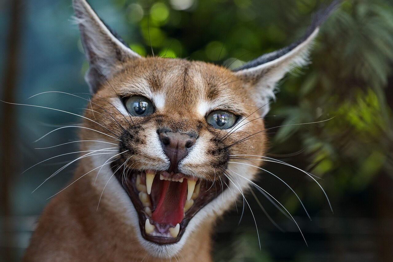 caracal, feline, cat, nature, africa, wildlife, brown, pet, animal