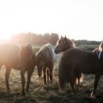 brown horses on green grass field during daytime