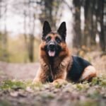 black and tan german shepherd on green grass field during daytime