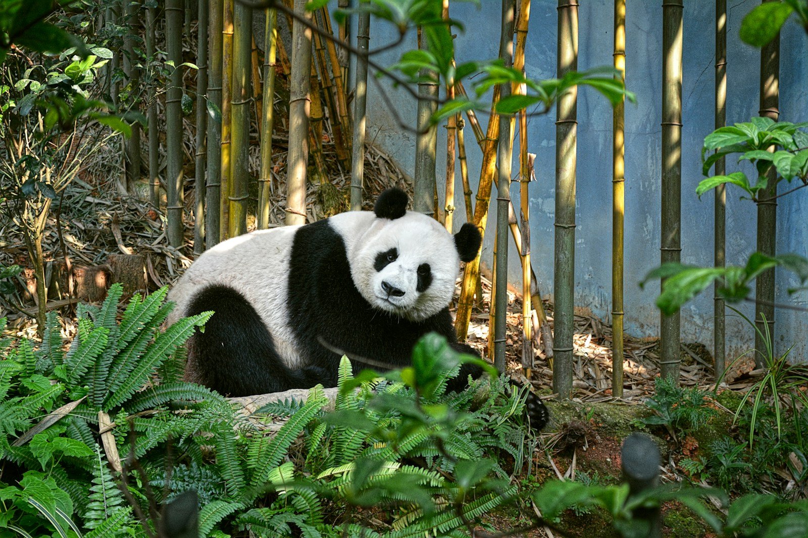 a panda bear sitting in the grass near a bamboo fence