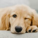 golden retriever puppy lying on white textile
