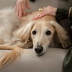 A greyhound dog relaxing on a couch with its owner gently stroking it indoors.