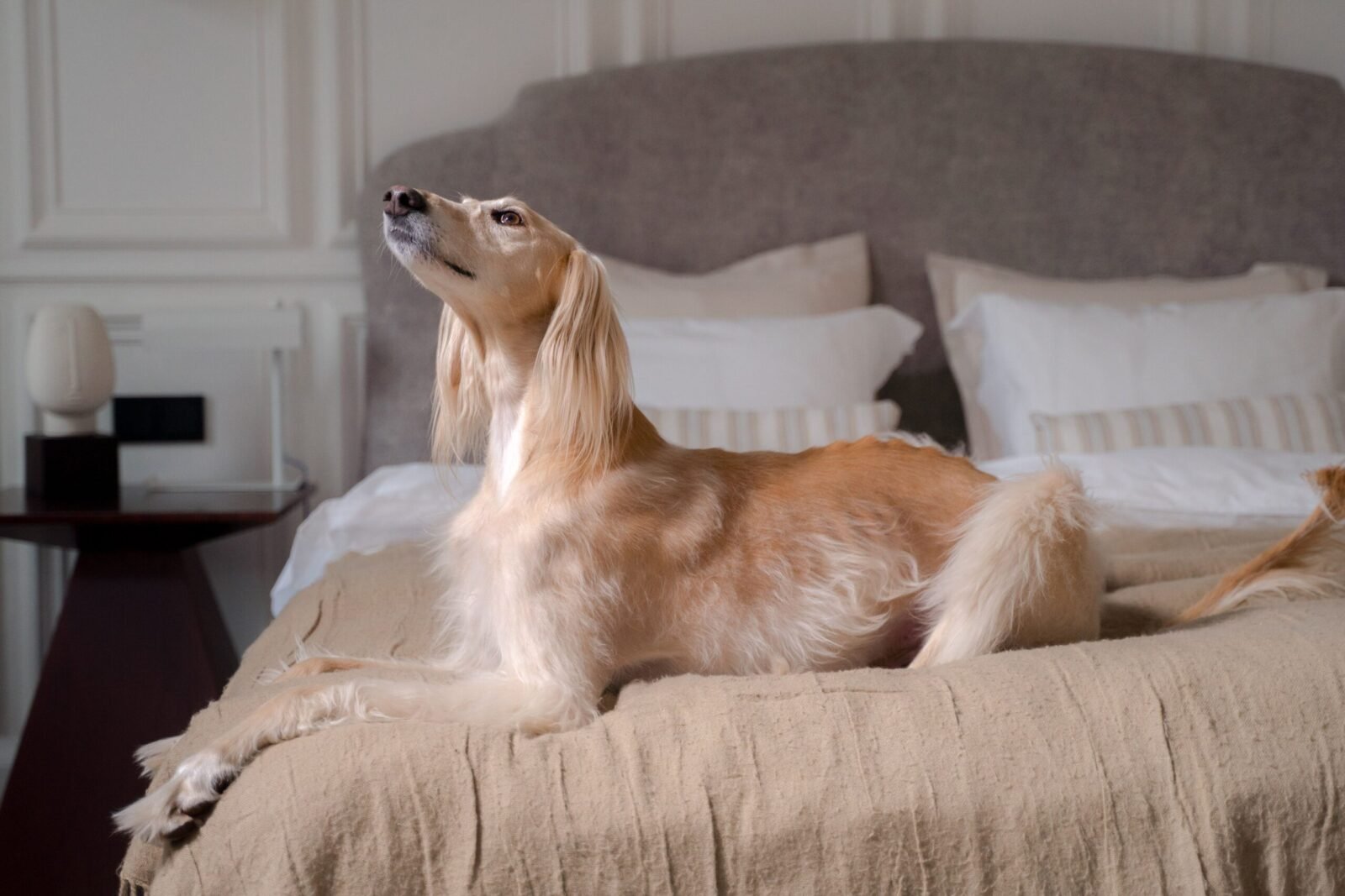 Saluki dog with raised head lounging on a comfortable bed in a stylish bedroom.