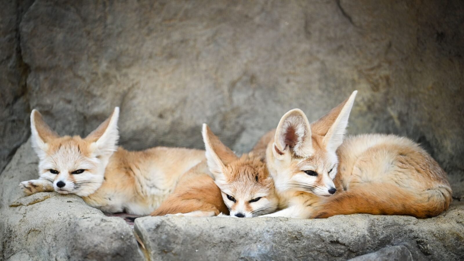 Three fennec foxes resting together on a rocky surface, showcasing their natural fur and large ears.