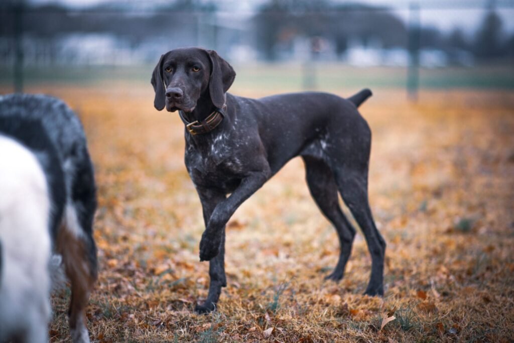 German Shorthaired Pointer standing in an autumn park, showcasing its sleek coat.