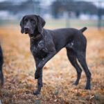 German Shorthaired Pointer standing in an autumn park, showcasing its sleek coat.