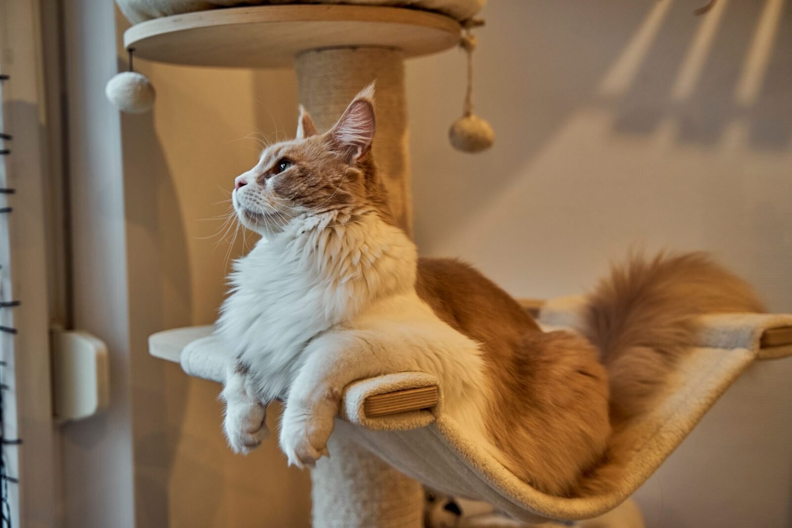 Side view of a Maine Coon cat lounging on a cat tree, looking up indoors.