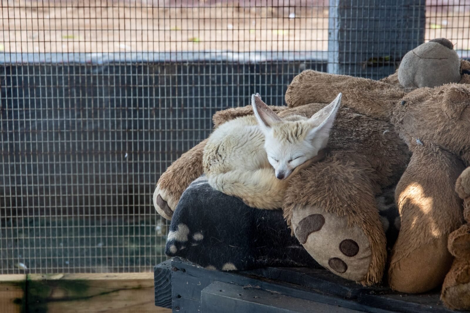 A cute fennec fox sleeps cozily among teddy bears behind a fence.