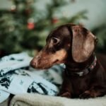 A dachshund dog resting indoors near a Christmas tree, creating a cozy holiday scene.