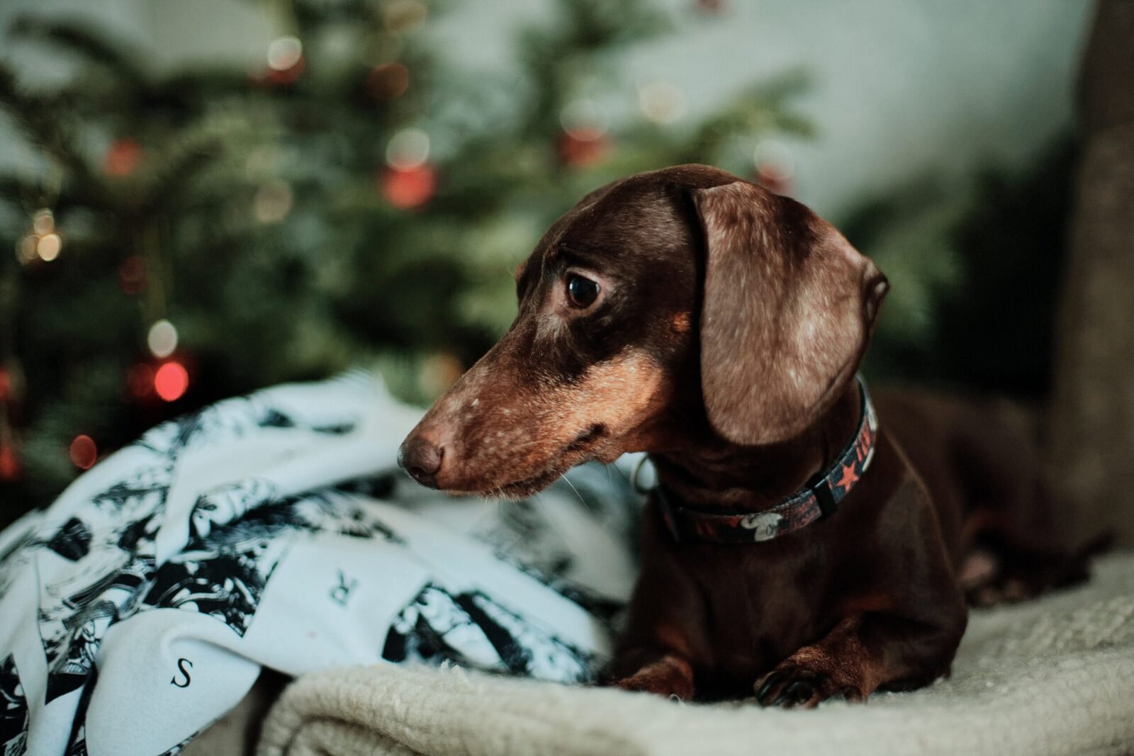 A dachshund dog resting indoors near a Christmas tree, creating a cozy holiday scene.