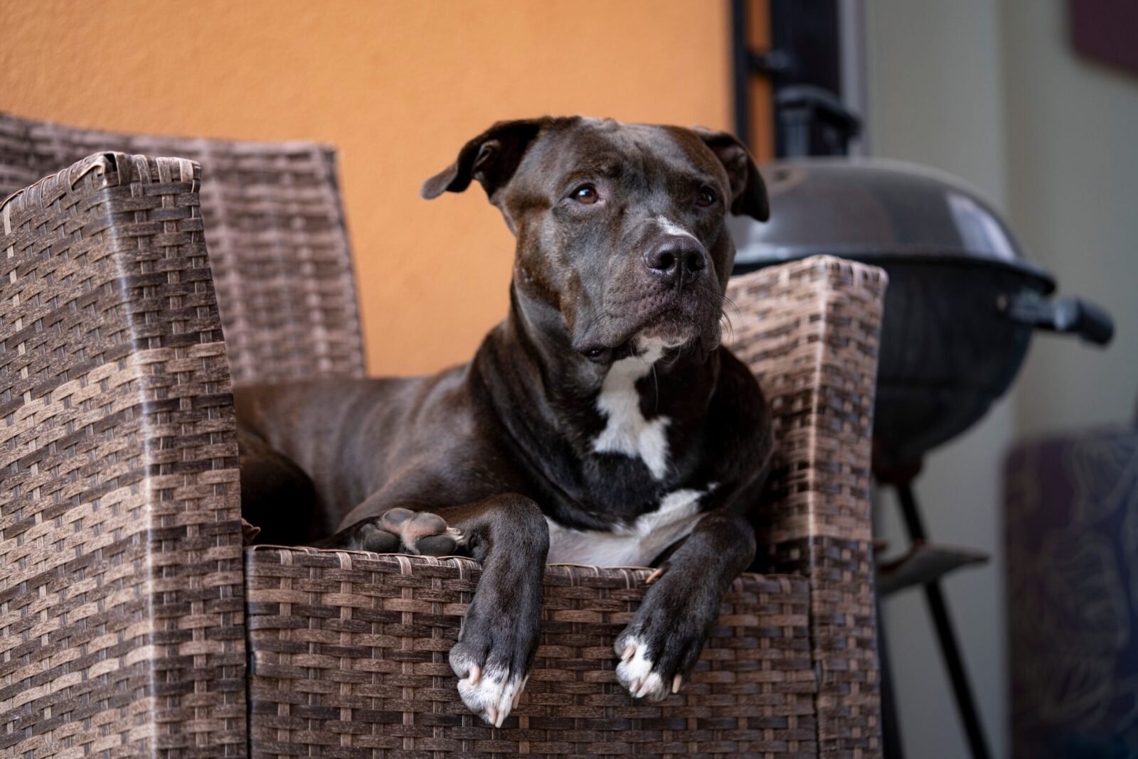 A pit bull terrier lounging comfortably on a wicker chair indoors.