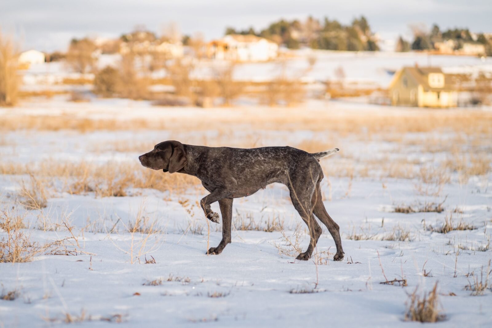 A German Shorthaired Pointer walking through a snowy field in winter.