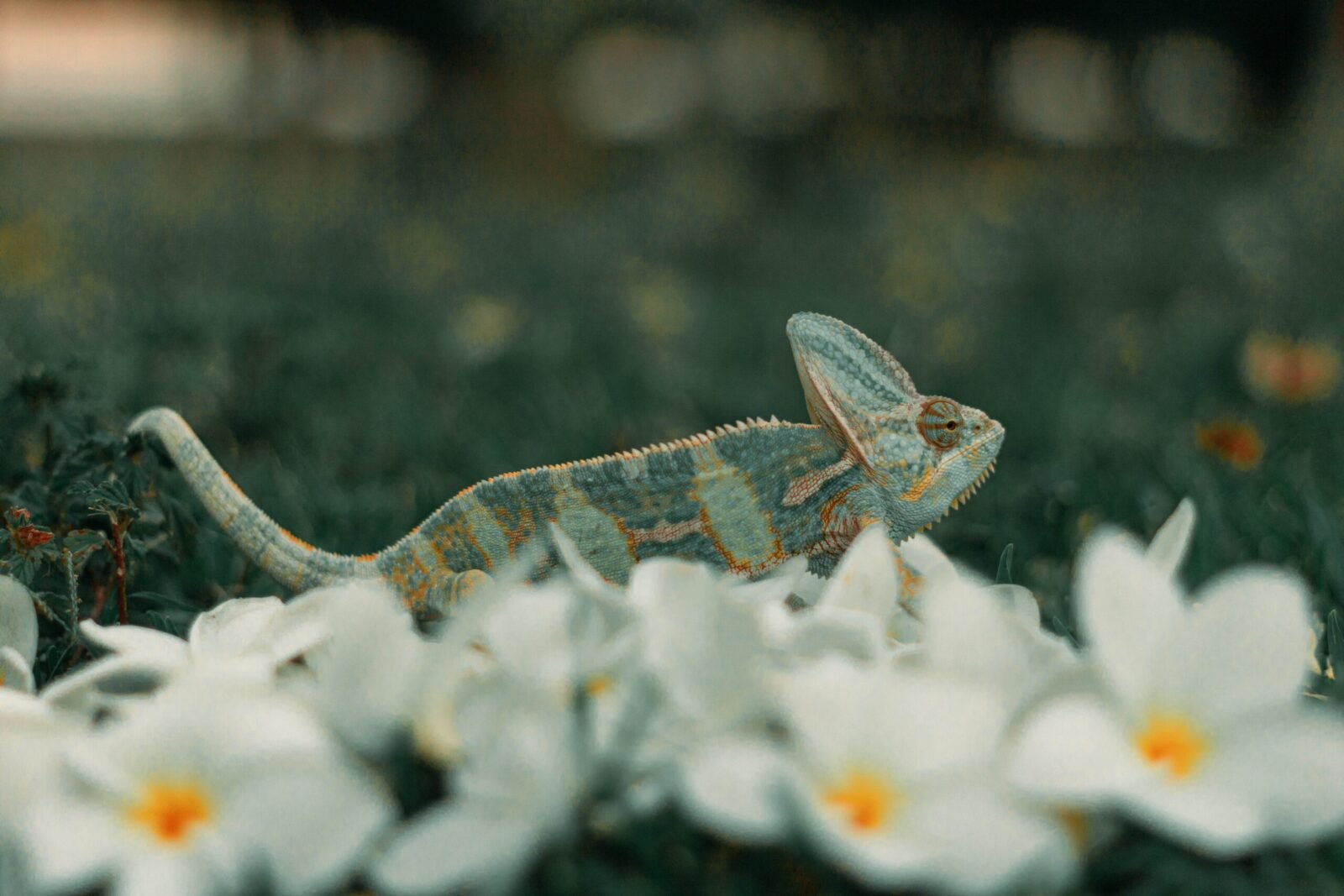 A veiled chameleon gracefully walks through blooming white flowers, captured in nature.