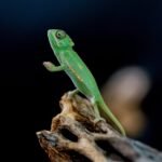 A close-up of a vibrant green veiled chameleon perched on a branch in natural settings.