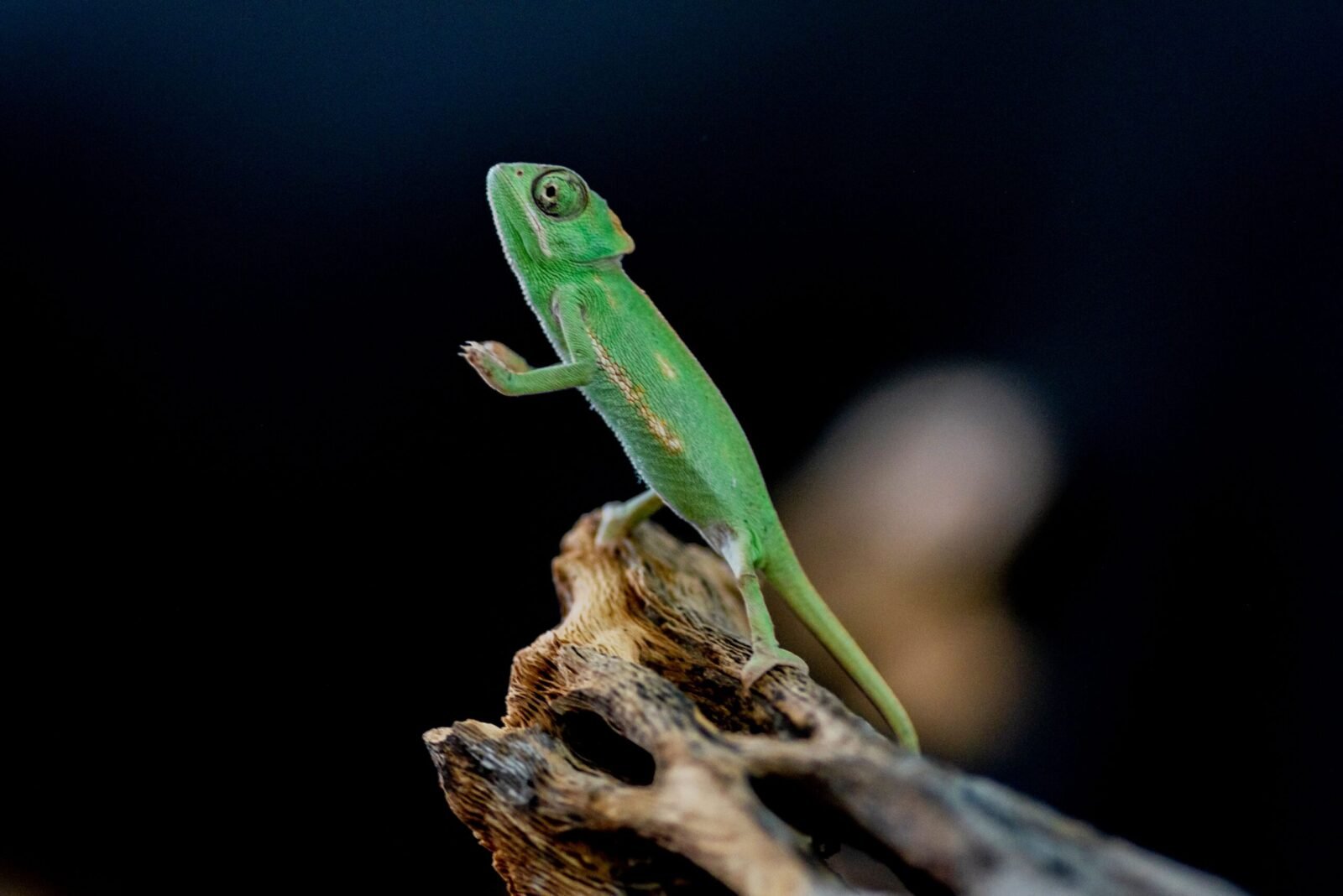 A close-up of a vibrant green veiled chameleon perched on a branch in natural settings.