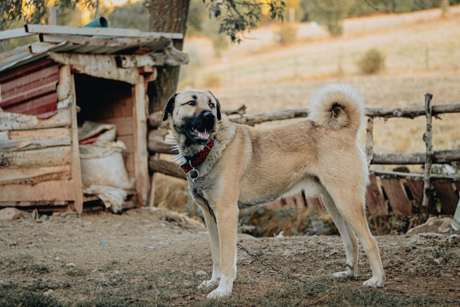 Kangal shepherd dog with spiked collar stands outdoors near a rustic shelter.